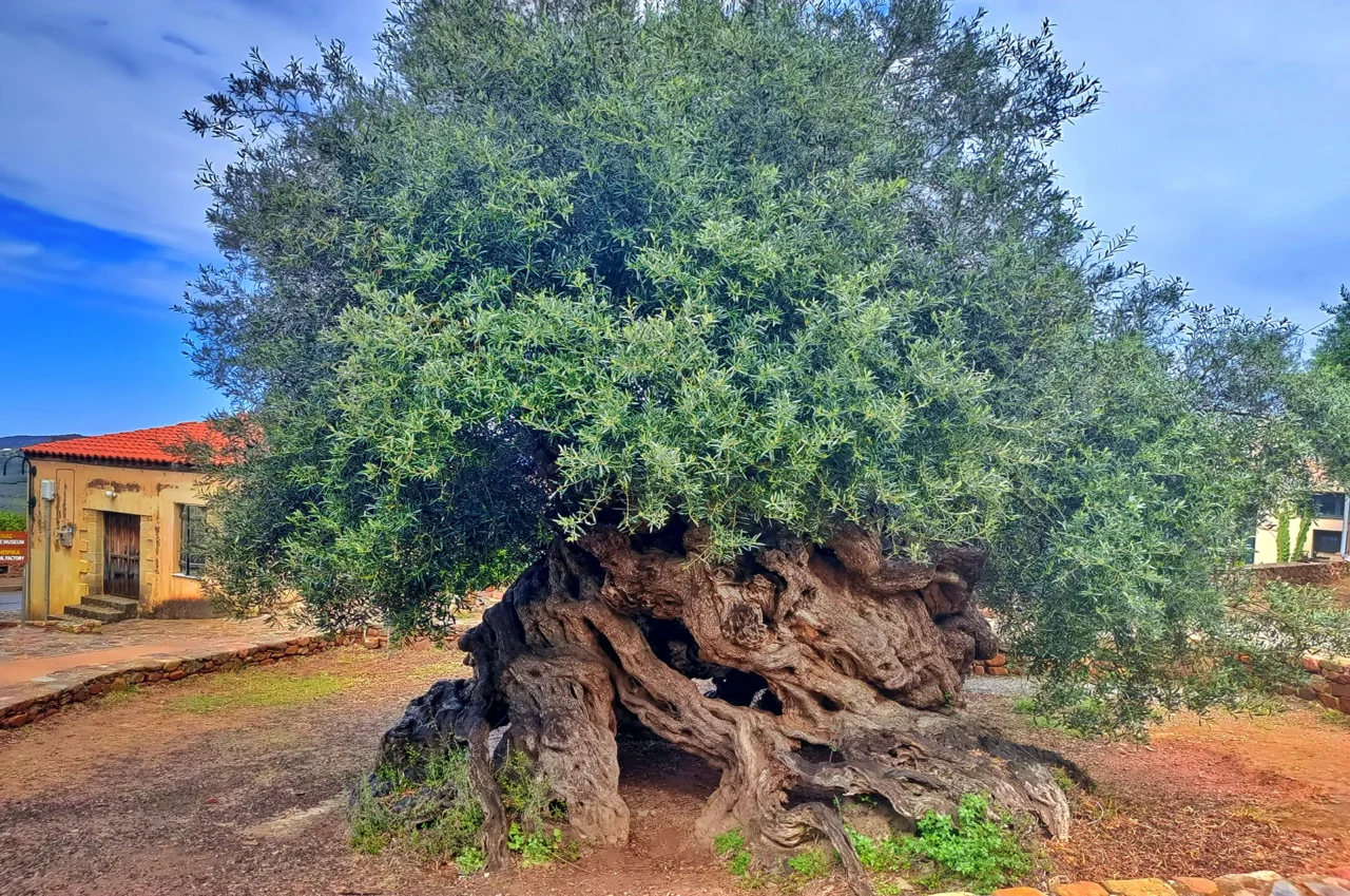 The Ancient Olive Tree of Vouves – Oldest in the World Full view of the Ancient Olive Tree of Vouves in charming Crete, a testament to the island's timeless beauty.