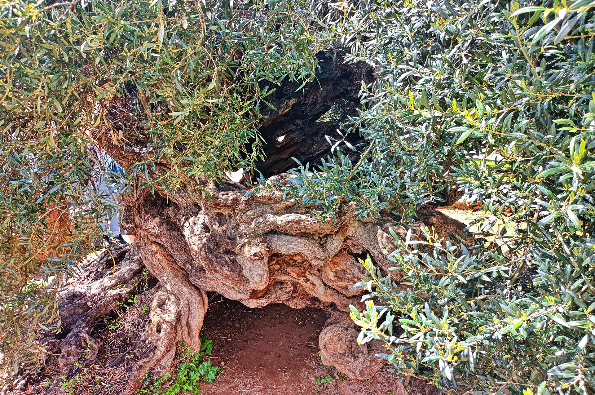 Twisted trunk of the Ancient Olive Tree in Vouves, Crete.