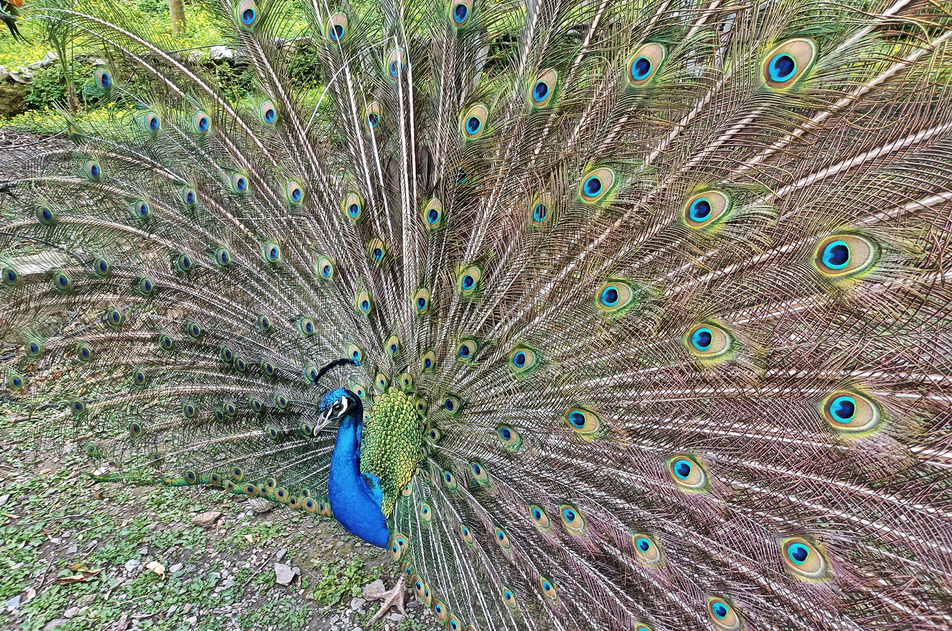 Peacock displaying vibrant feathers at Botanical Park of Crete.