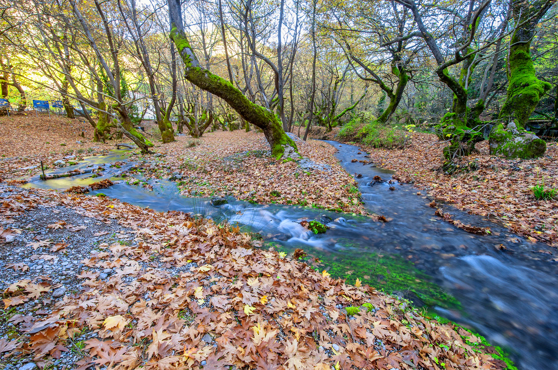 Dense forest of centuries-old plane trees in Planitero